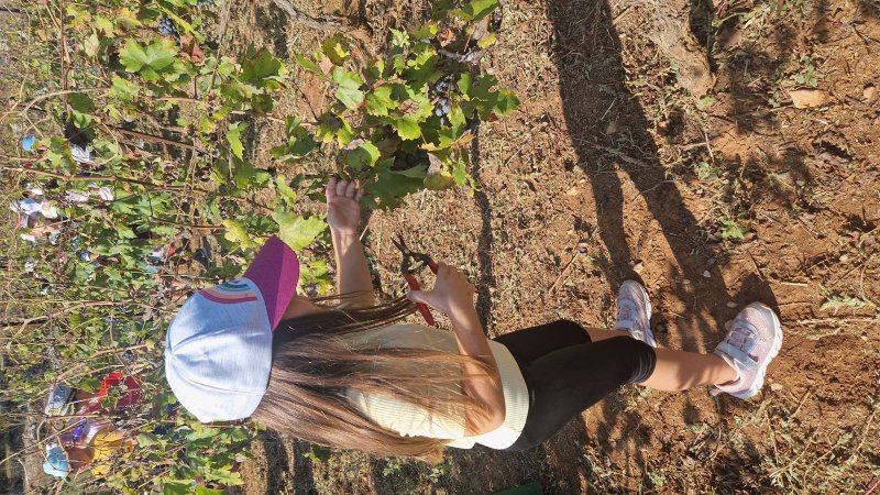 Izlet u vinograd na Vrbovicu
