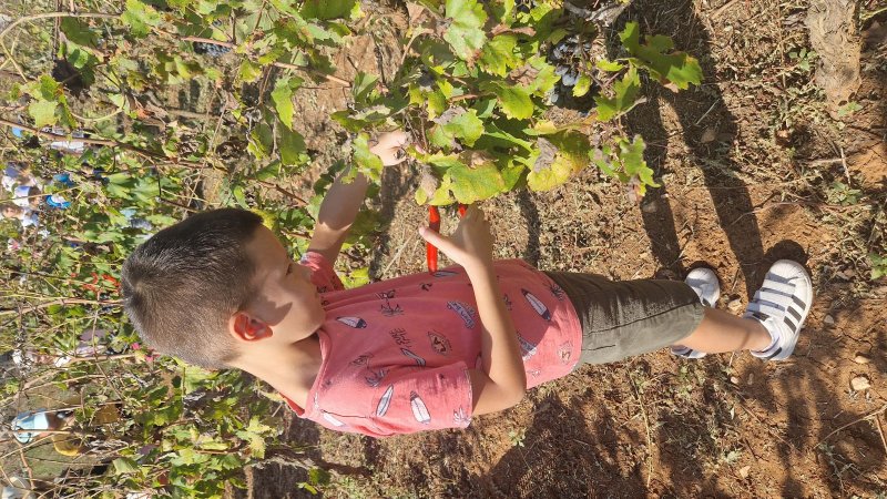 Izlet u vinograd na Vrbovicu