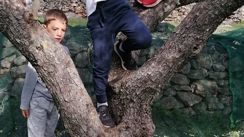 Posjet predškolaca masliniku