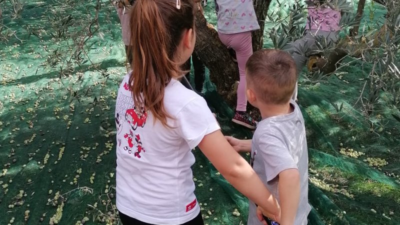 Posjet predškolaca masliniku